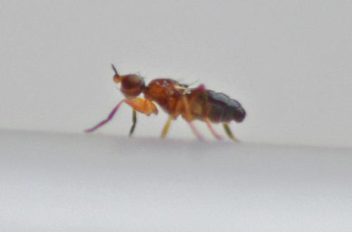 Elachiptera brevipennis